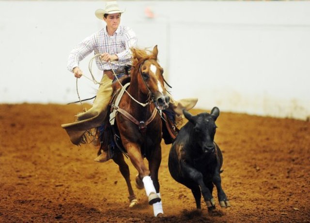 Reined working cow horse